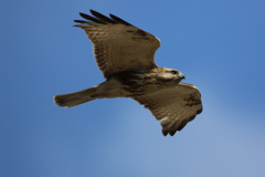 案外目おっきいね