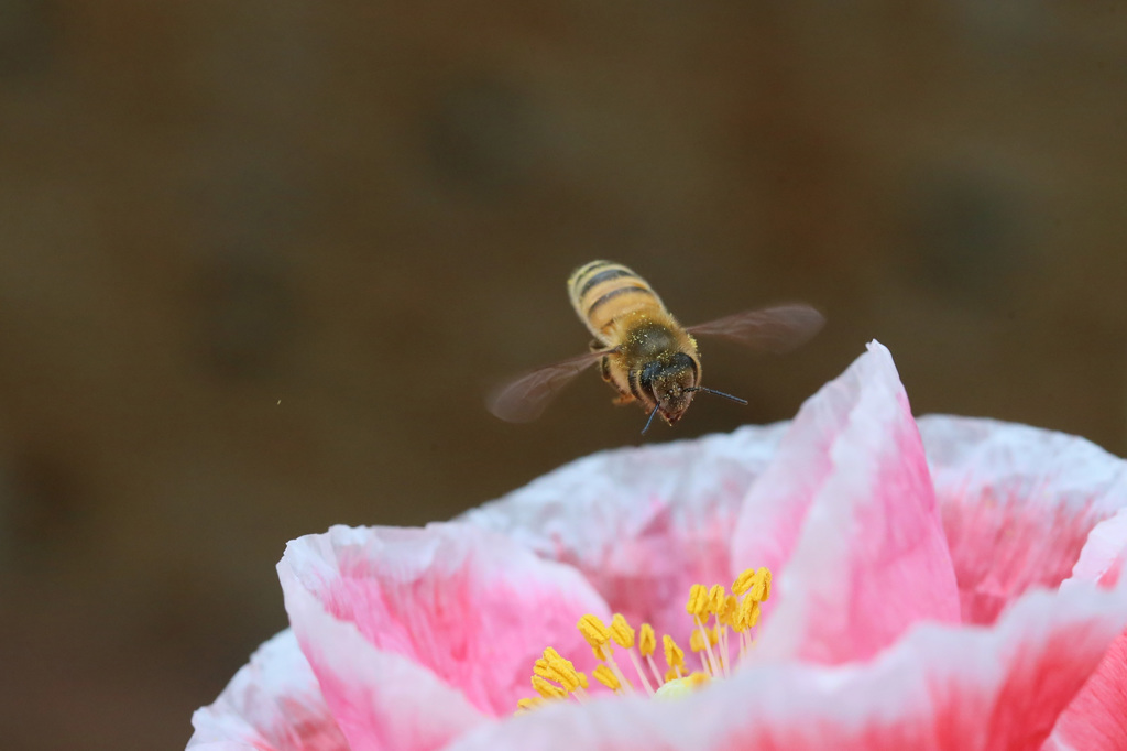 ハチさん飛行中