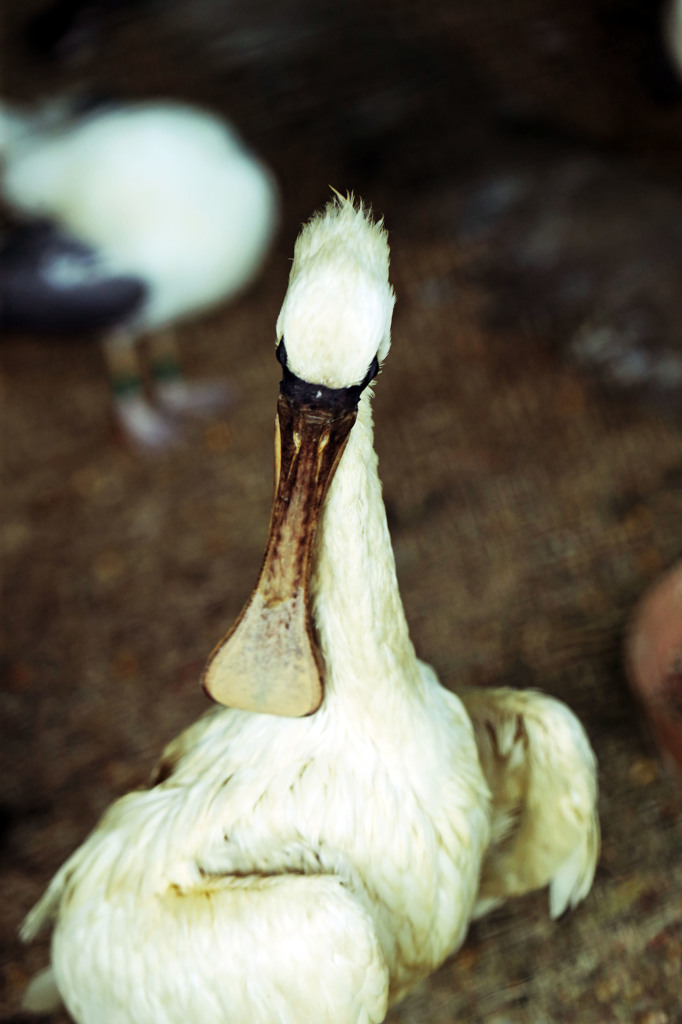 くちばし平たいの生まれつきです
