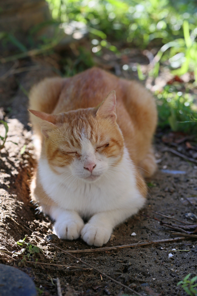 やっと涼しくなったにゃ