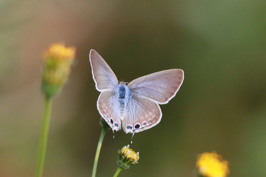 望遠レンズでマクロふう-4