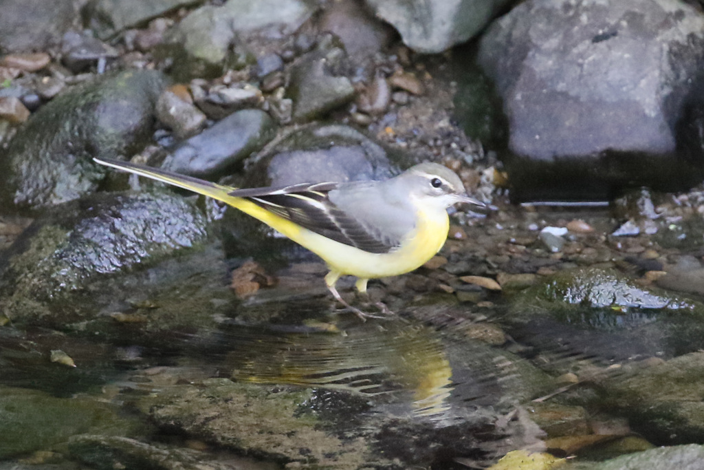 キセキレイポーズ-6