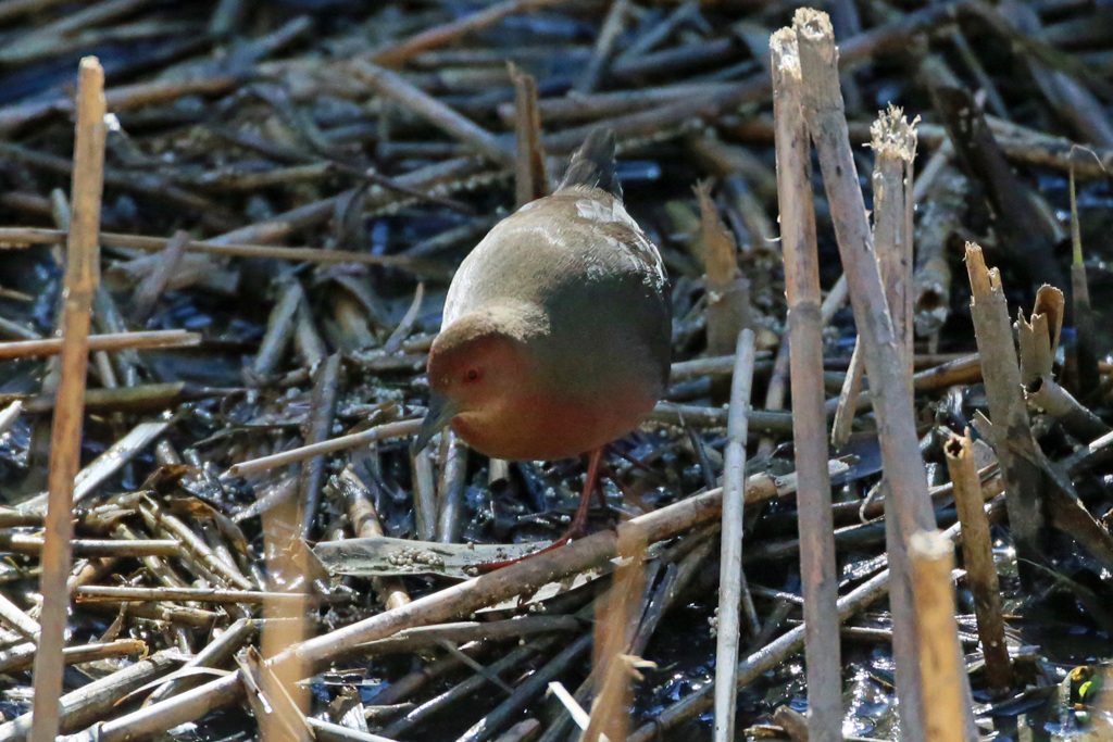 初ヒクイナその2