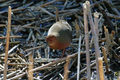 初ヒクイナその2