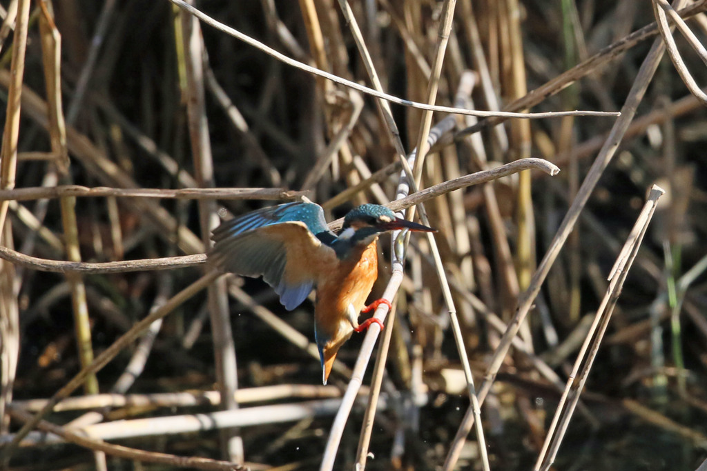 ちっちゃい獲物