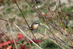 小っちゃい虫ゲット