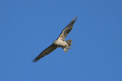 青空にオオタカ幼鳥