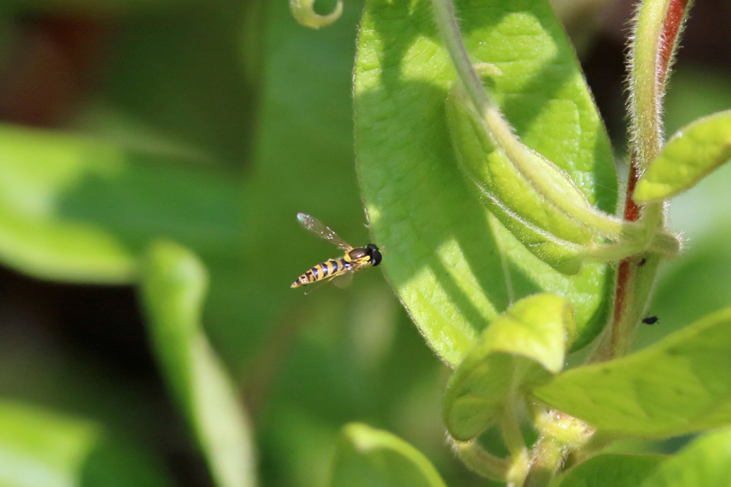 ハナアブホバリング-1