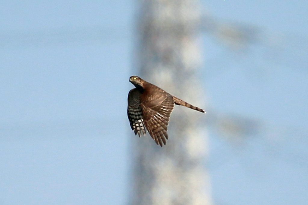ハイタカ上昇中