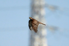 ハイタカ上昇中