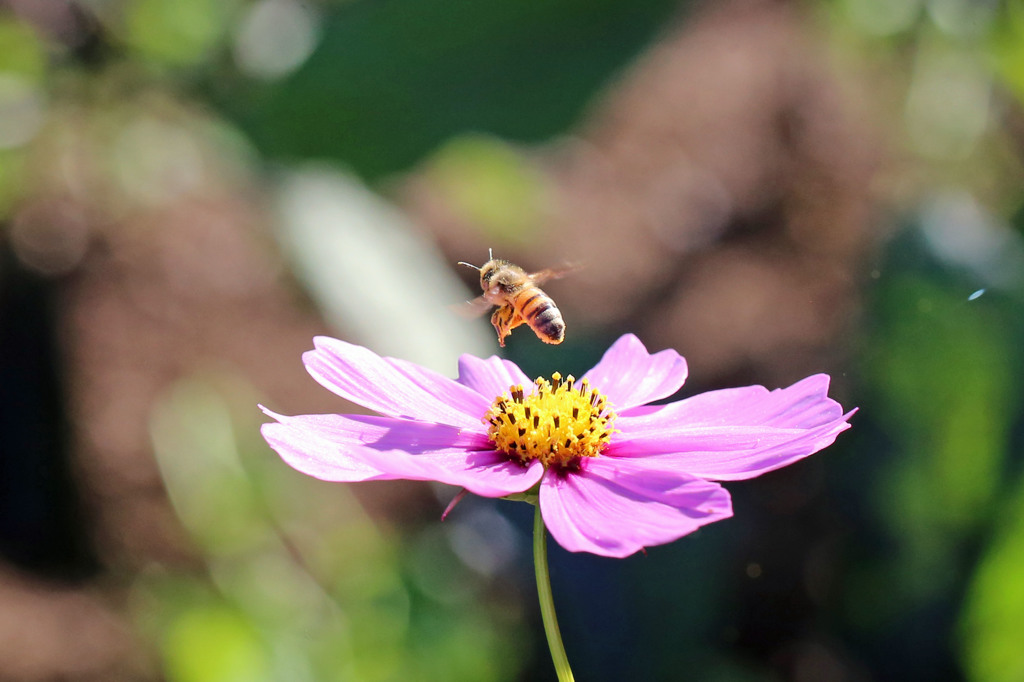 今日のプリプリ