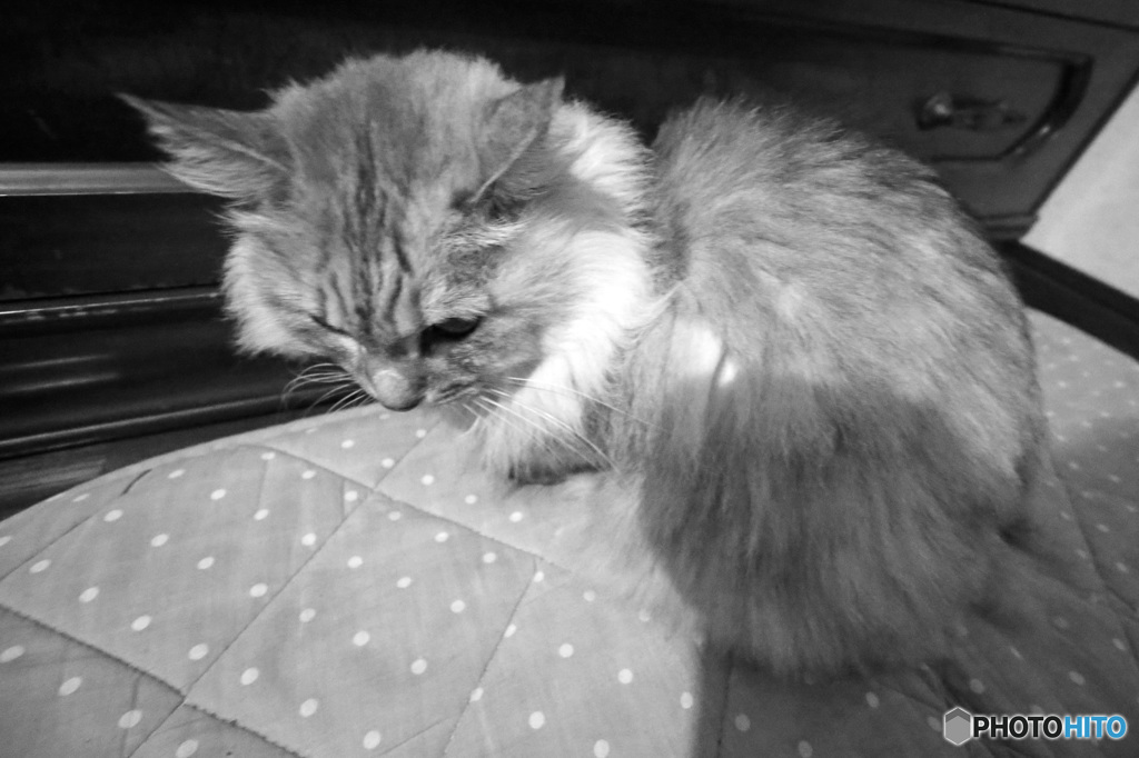 にゃにゃは三頭身？