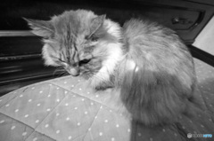 にゃにゃは三頭身？