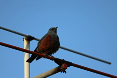 イソヒヨドリ図鑑写真