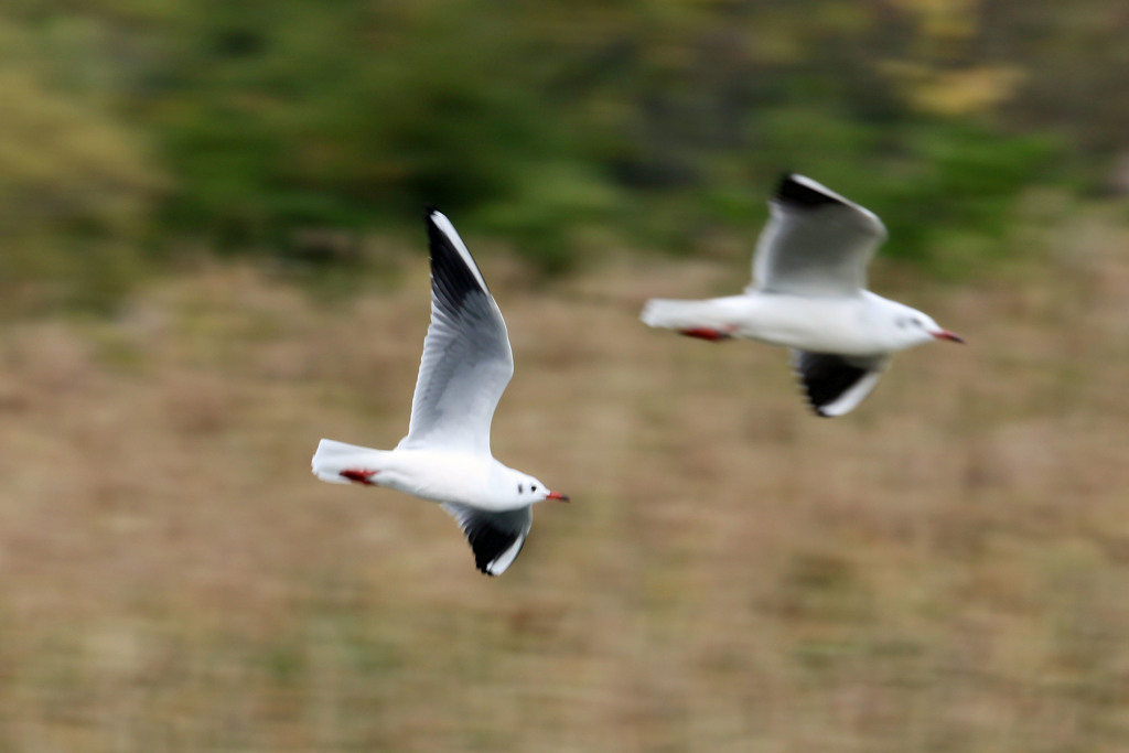 流し撮りに見えるかな
