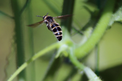 ハチさん飛行中