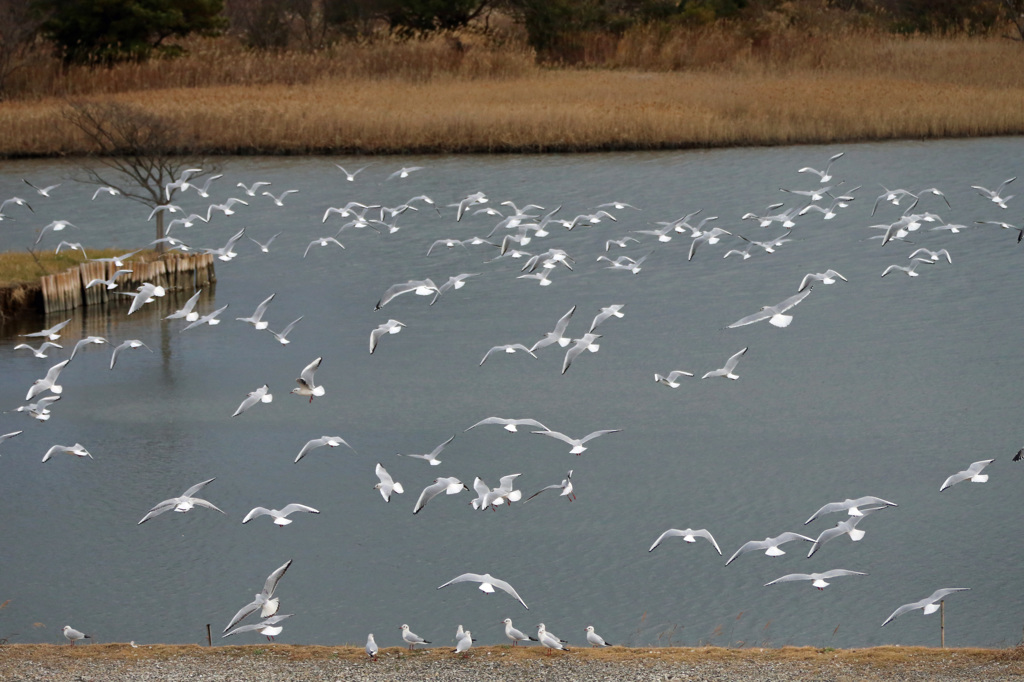 ゆりかもめさん団体飛行-2