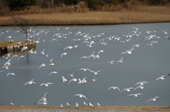 ゆりかもめさん団体飛行-2