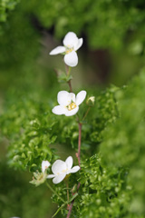 パセリの後ボケ