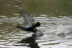 カワウ発進その1