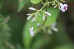 見えない蜘蛛の糸