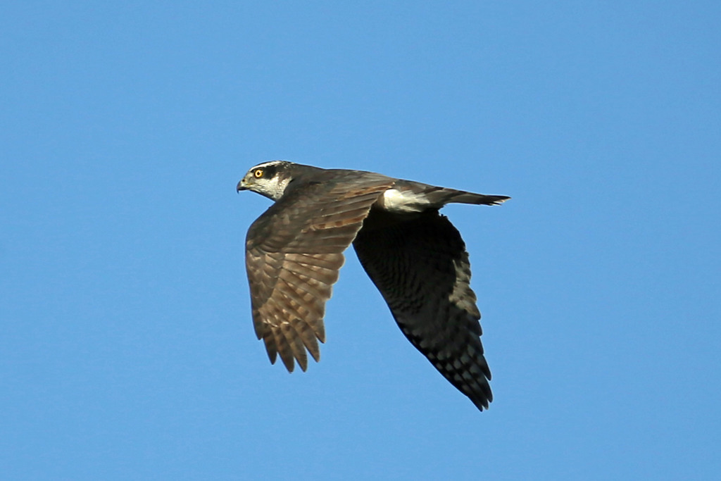 大鷹お疲れモード