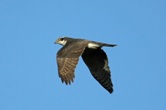 大鷹お疲れモード