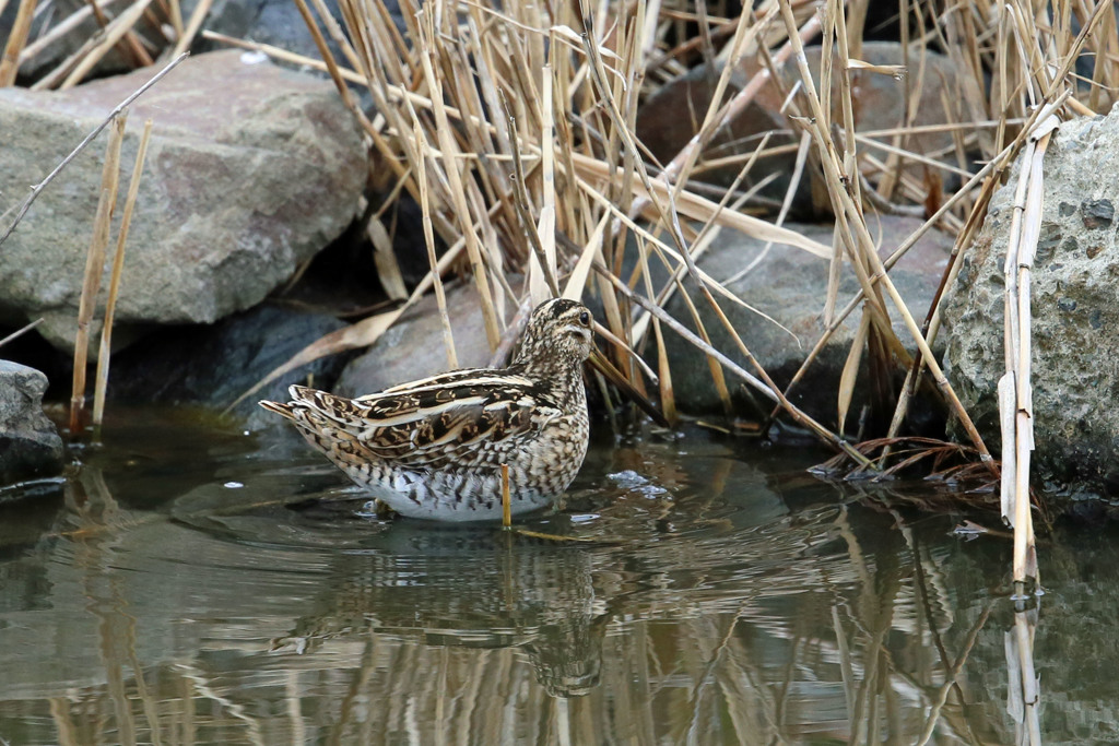 タシギがあ～ん
