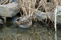 タシギがあ～ん