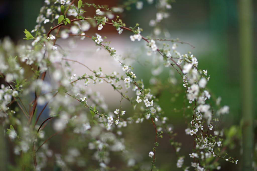 雨上がりのユキヤナギ