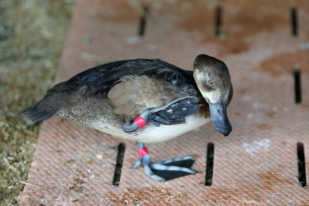 ハイ右足上げて