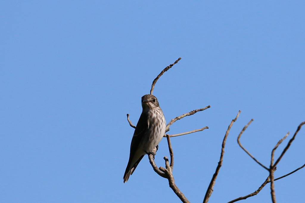 エゾビタキさん