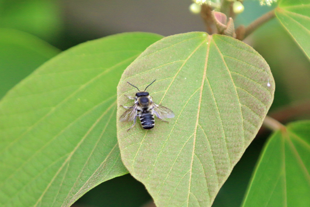 葉っぱのステージ