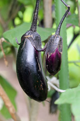 秋茄子美味しいよ