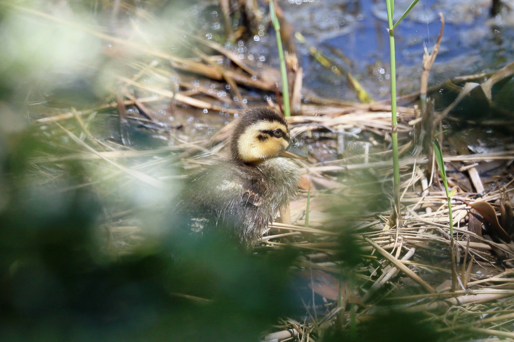 カルガモ雛