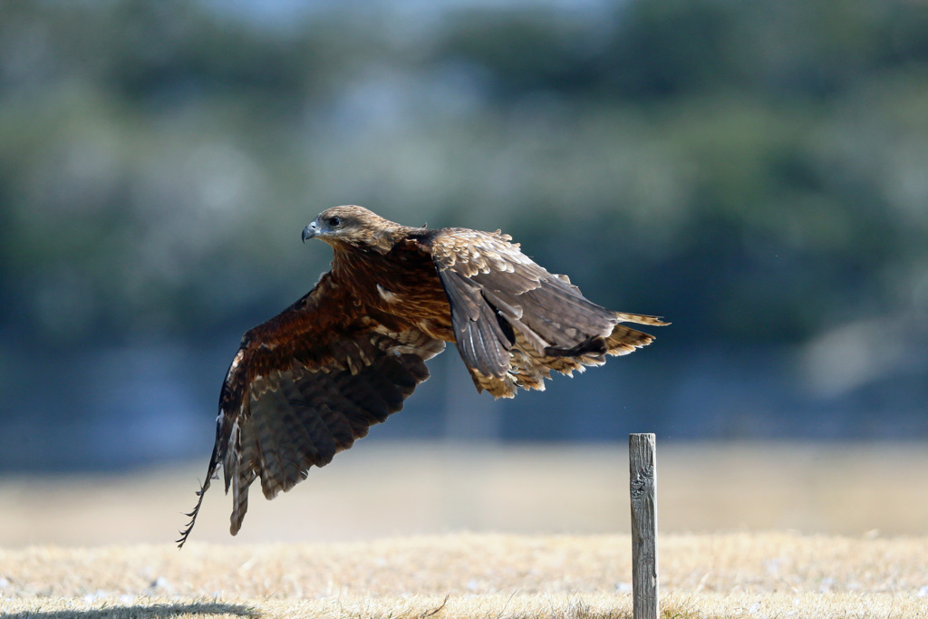 トビの飛び出しその4