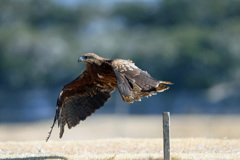 トビの飛び出しその4