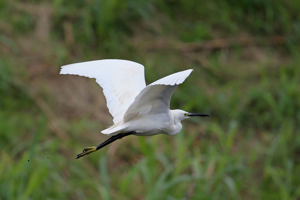 コサギ定番写真