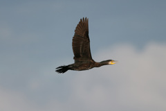 カワウの飛び方-1