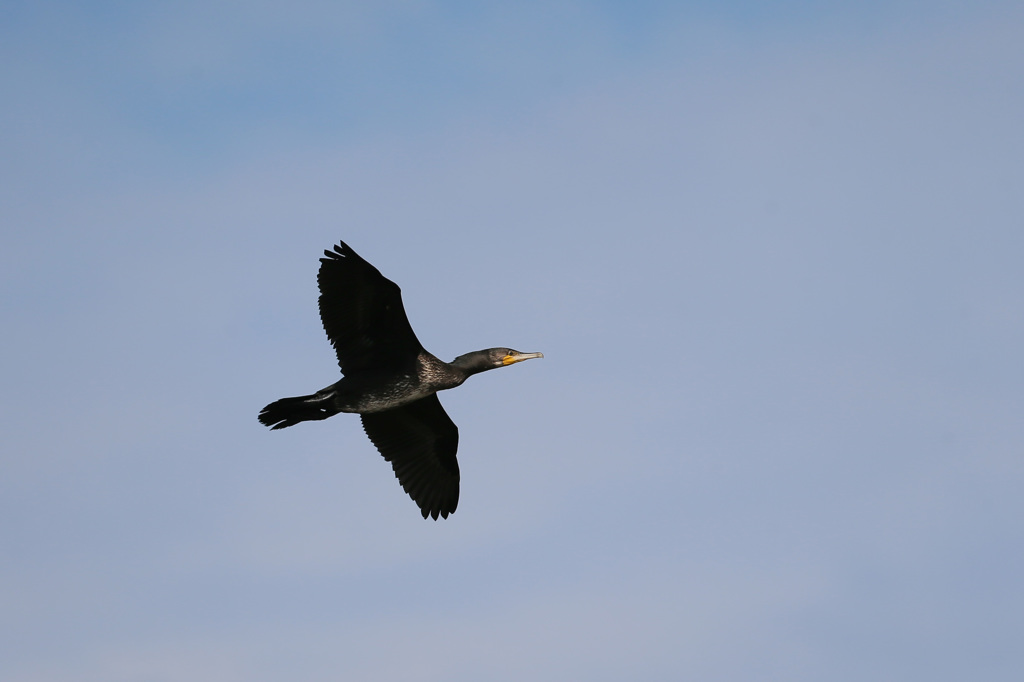 カワウがセーフ