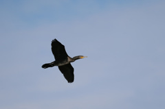 カワウがセーフ