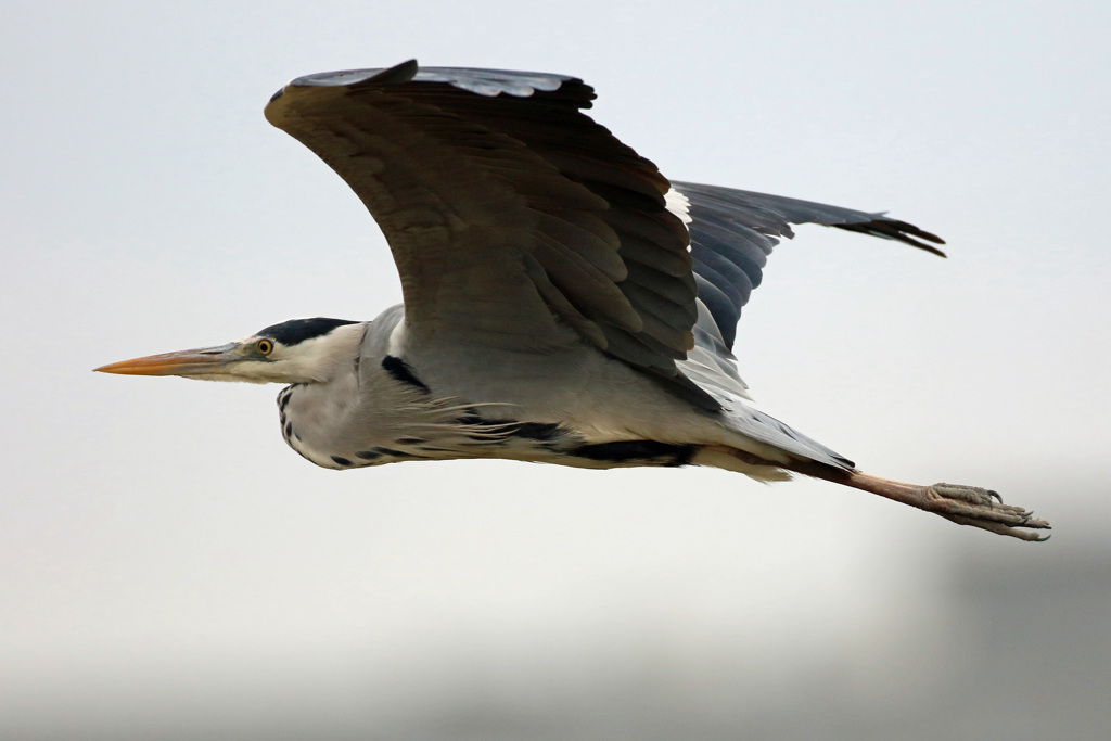 アオサキアップで横から