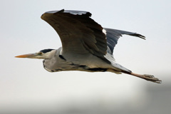 アオサキアップで横から