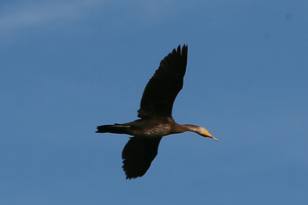 カワウの飛び方-3