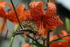 羽に花粉付いてるよ