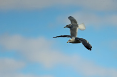 青空とセグロカモメ-10