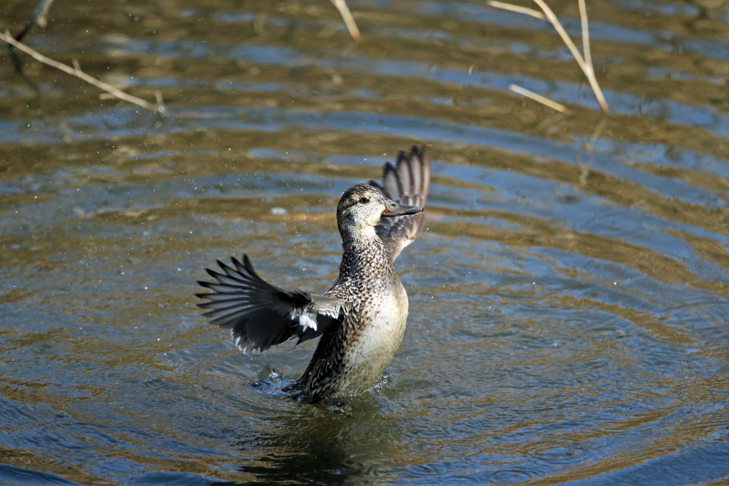 コガモ羽ばたくその1