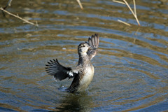 コガモ羽ばたくその1