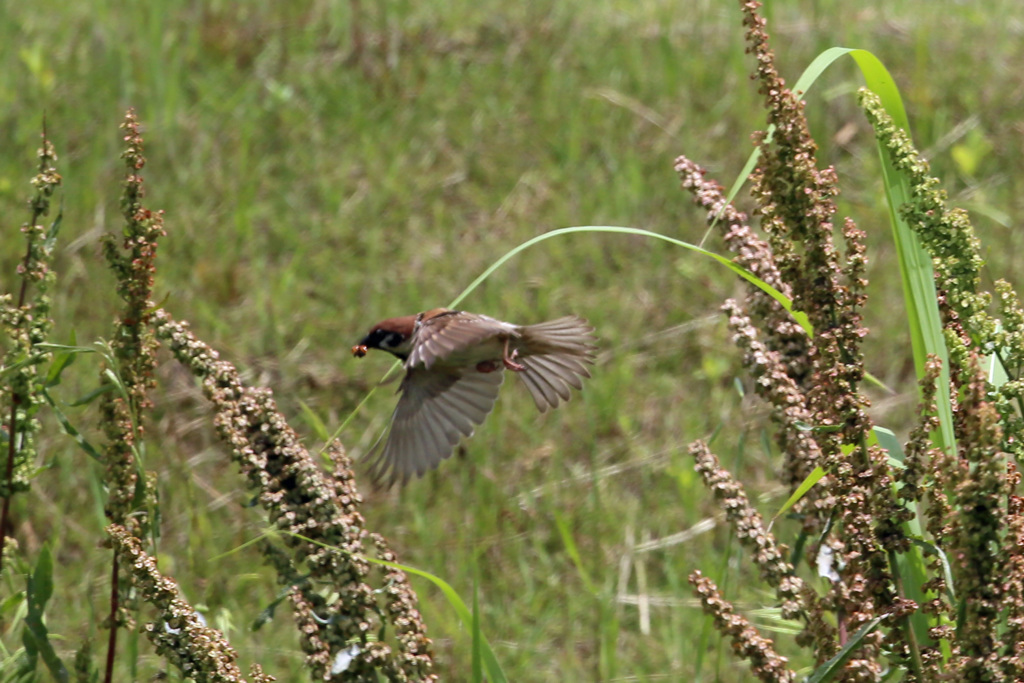スズメ飛行中