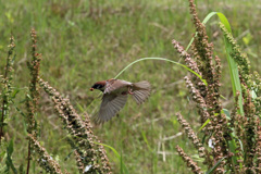スズメ飛行中